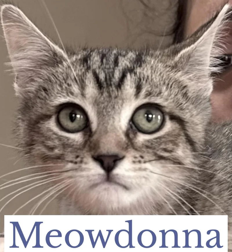 Meowdonna