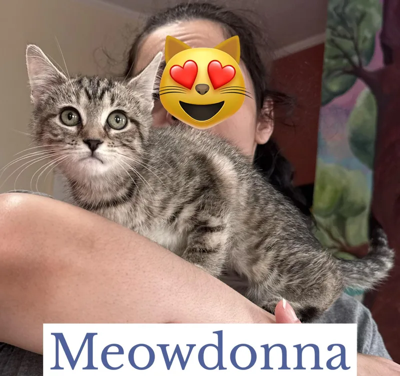 Meowdonna thumbnail 2