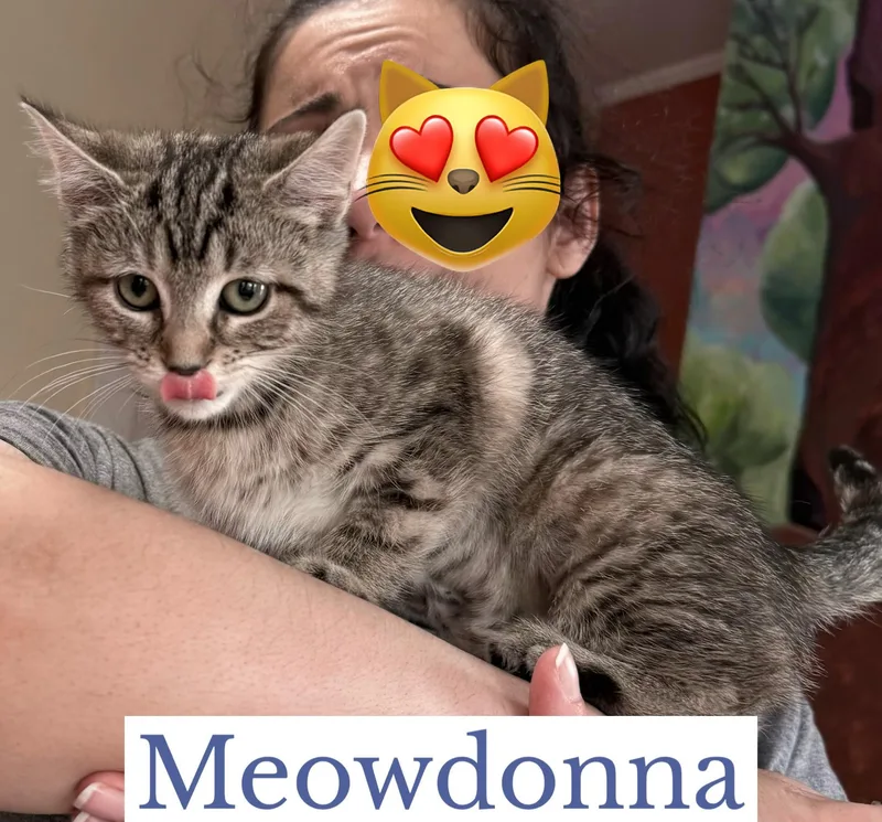 Meowdonna thumbnail 3
