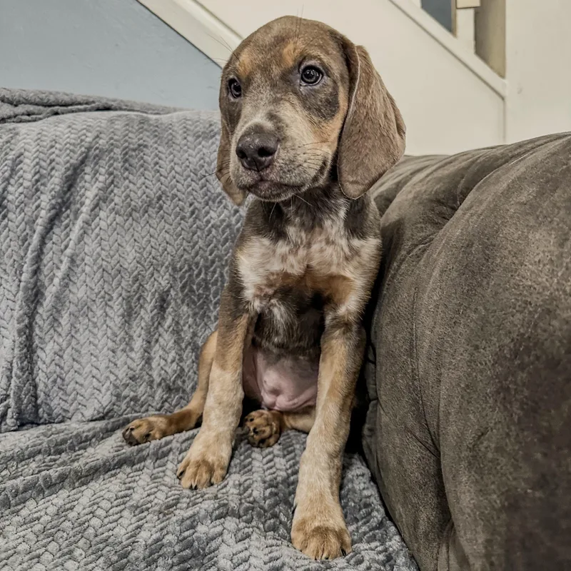 A baby medium-sized female Gray / Blue / Silver Plott Hound dog named Lucy for adoption in Charleston , WV