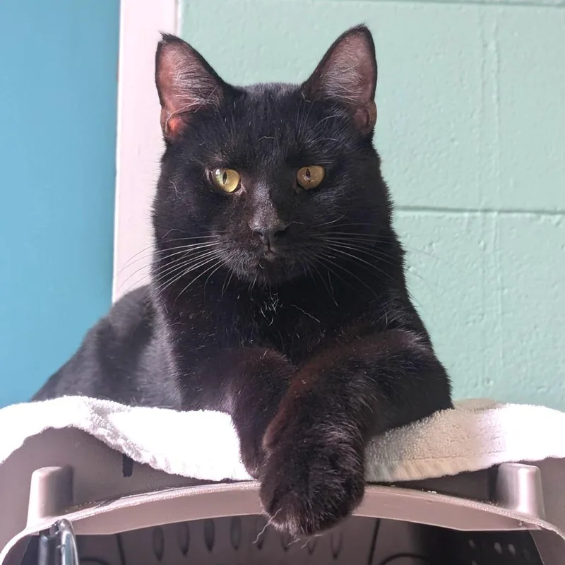 Mike White thumbnail 2