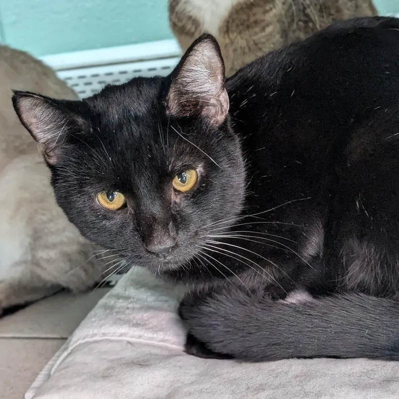 Mike White thumbnail 4