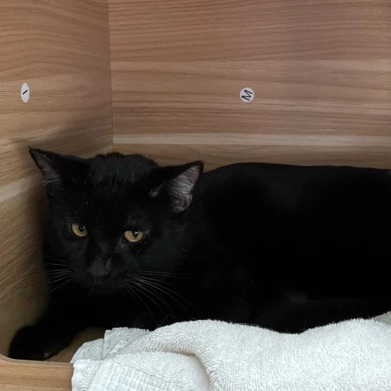 Mike White thumbnail 5