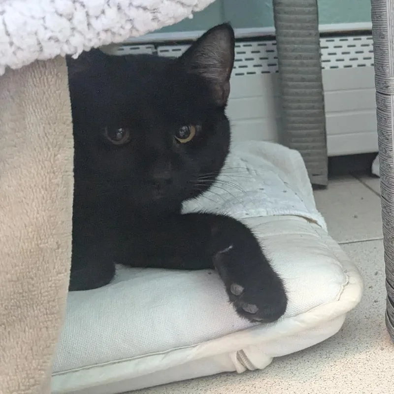 Mike White thumbnail 6