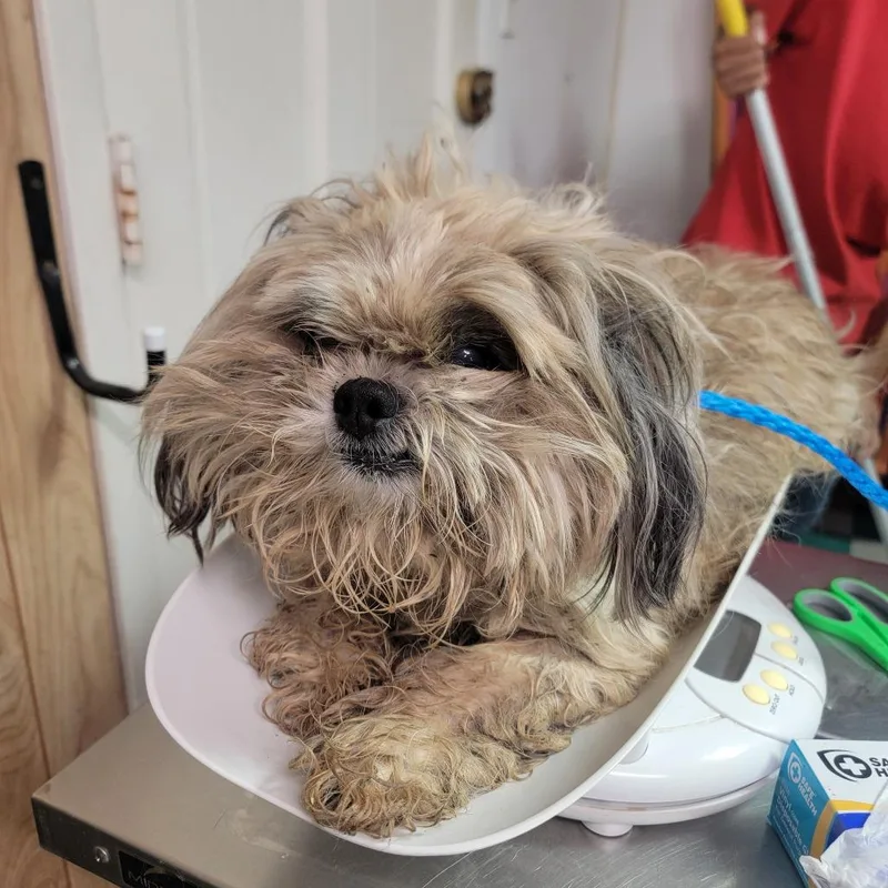 An adult small-sized male White / Cream Mixed Breed dog named Noble for adoption in Leander, TX