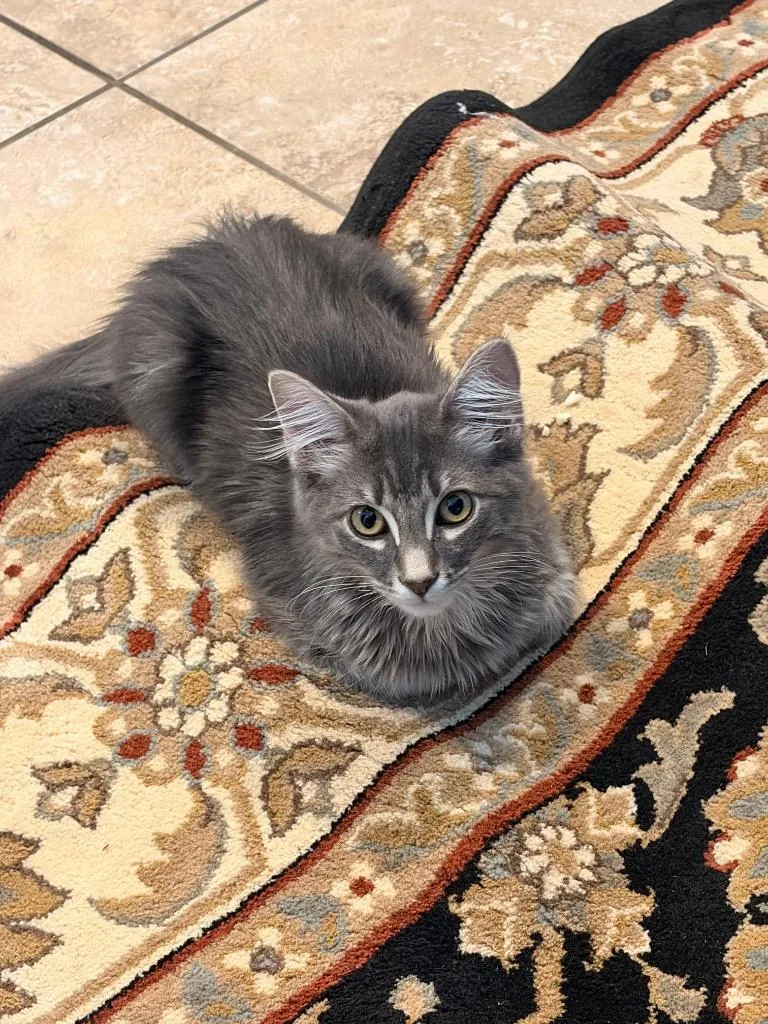 A baby small-sized male Domestic Long Hair cat named Dusty for adoption in Lewisville, TX