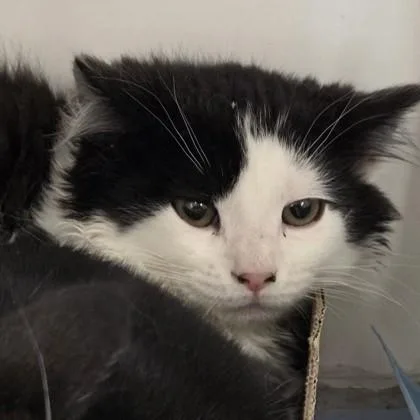 A baby small-sized male Domestic Short Hair cat named Ledger for adoption in Voorhees, NJ