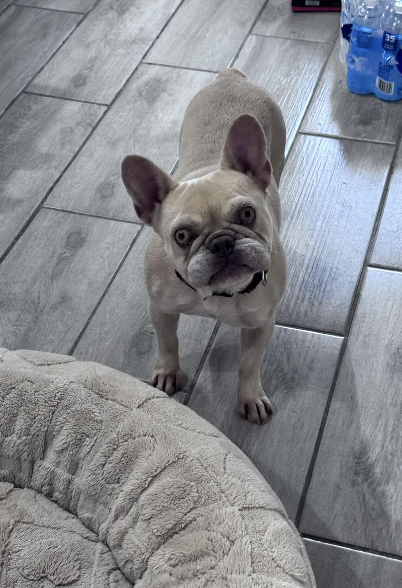 An adult medium-sized female French Bulldog dog named Coco Chanel for adoption in Saratoga Springs, NY