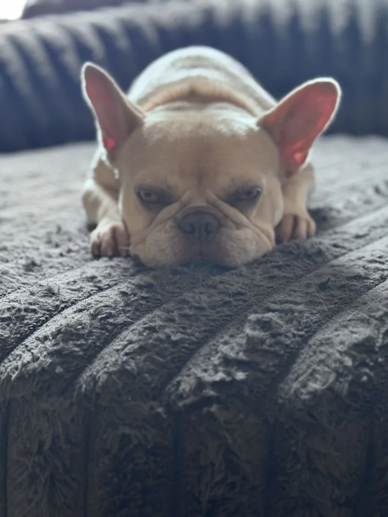 Coco Chanel thumbnail 2