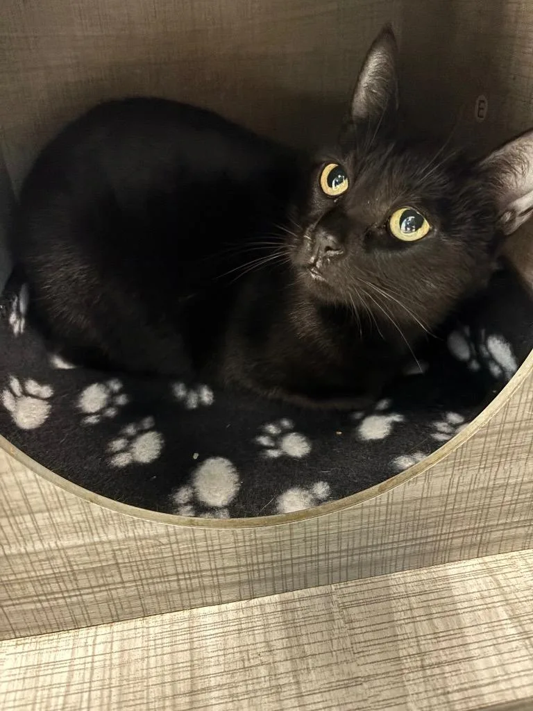 An adult medium-sized female Domestic Short Hair cat named Velvet for adoption in Frankfort, KY