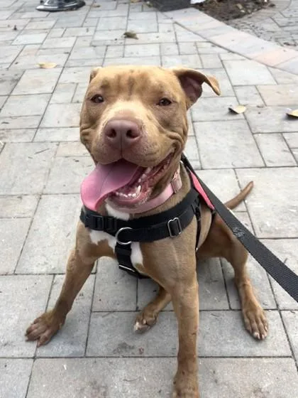 An adult medium-sized female Mixed Breed dog named Norman for adoption in West Chester, PA