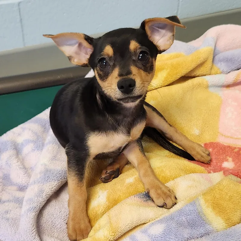 A baby small-sized male Bicolor Mixed Breed dog named Chorizo for adoption in Marshfield, WI