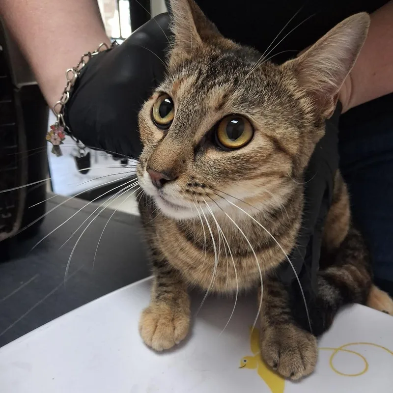 An adult medium-sized female Gray / Blue / Silver American Shorthair cat named Lozen for adoption in Lufkin, TX