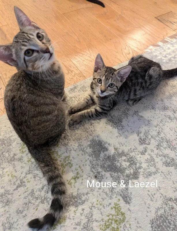 A young medium-sized male Tabby cat named Mouse for adoption in Ocala, FL
