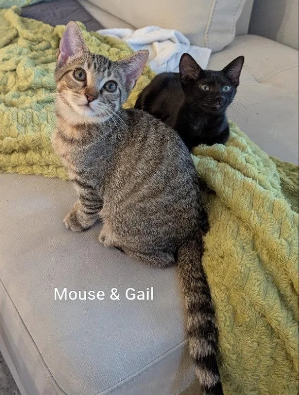 Mouse thumbnail 3