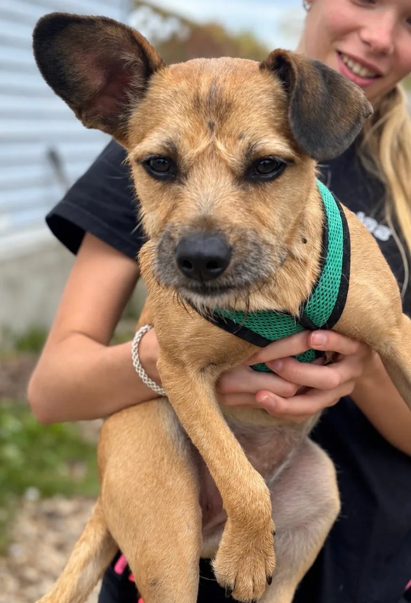 A young small-sized female Yellow / Tan / Blond / Fawn Terrier dog named Bonnie for adoption in Ellicott City, MD