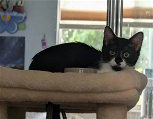 A baby small-sized female Domestic Short Hair cat named Sorrel for adoption in Santa Clara, CA