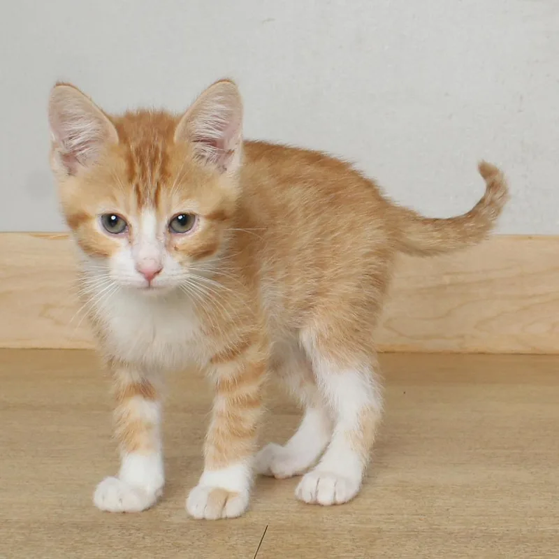 A baby small-sized male Orange / Red Domestic Short Hair cat named Thumb C for adoption in Minnetonka, MN
