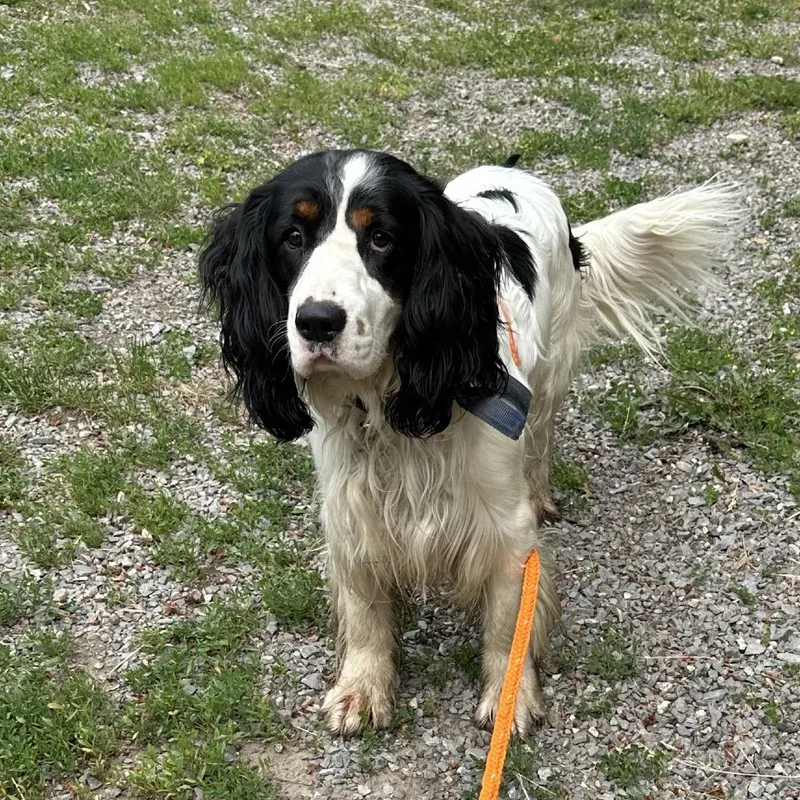 An adult medium-sized male White / Cream English Springer Spaniel dog named PRARStray for adoption in Priest River, ID