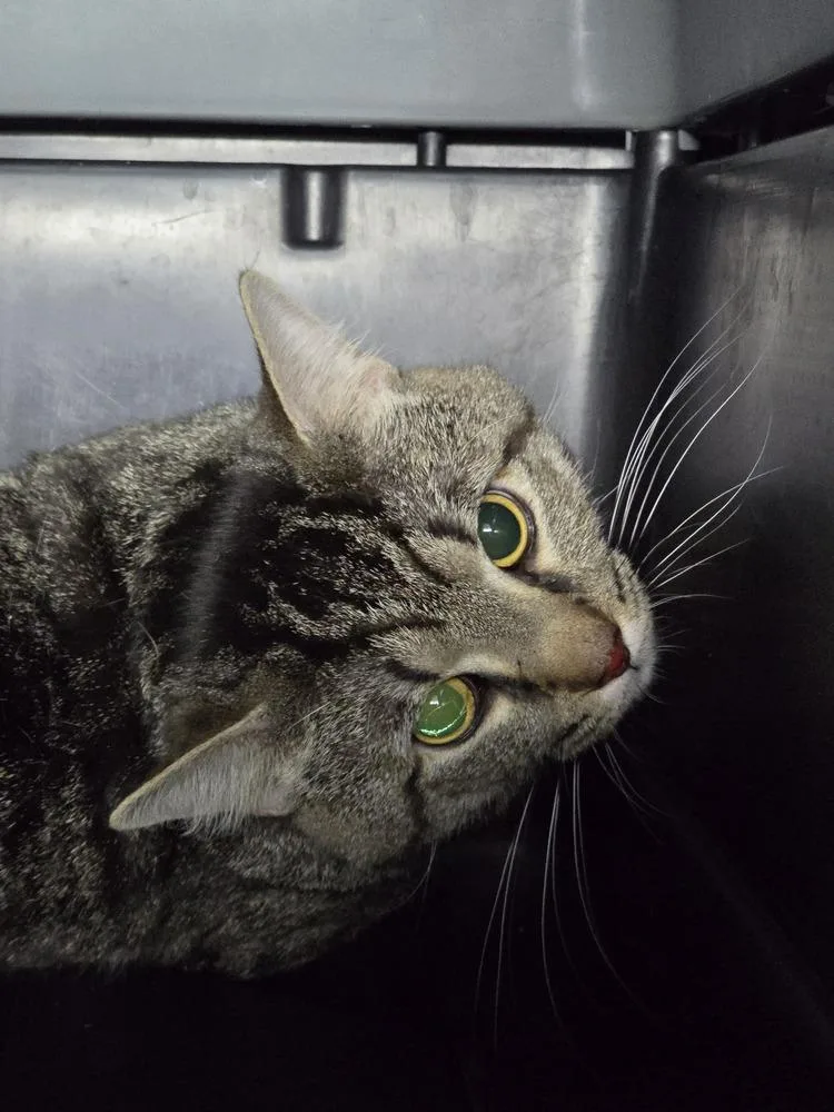 An adult small-sized male Tabby (Brown / Chocolate) Domestic Short Hair cat named Bb for adoption in Evansville, IN