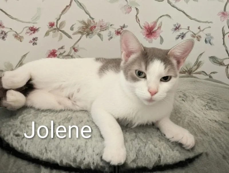 Jolene