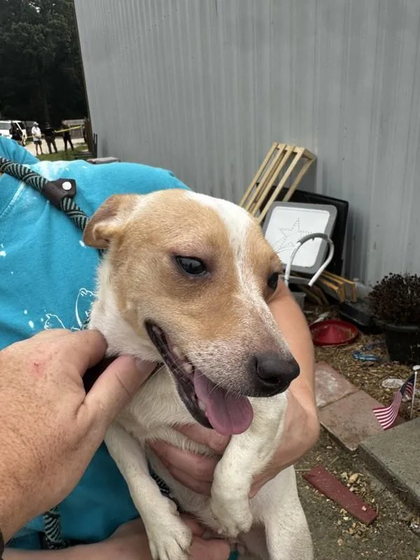 An adult small-sized female Jack Russell Terrier dog named D for adoption in Salisbury, MD