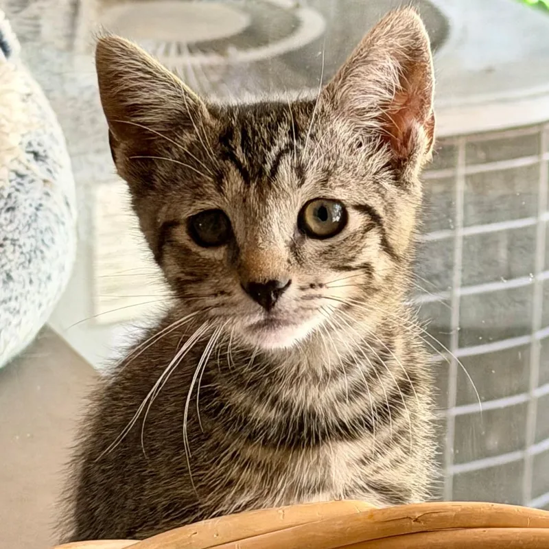 A baby small-sized female Brown / Chocolate Domestic Short Hair cat named Phoebe for adoption in Los Angeles, CA