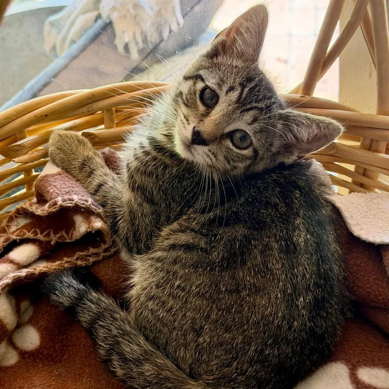 Phoebe thumbnail 4