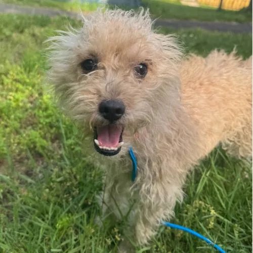 A young small-sized female Yellow / Tan / Blond / Fawn Terrier dog named Darla for adoption in Hamden, CT