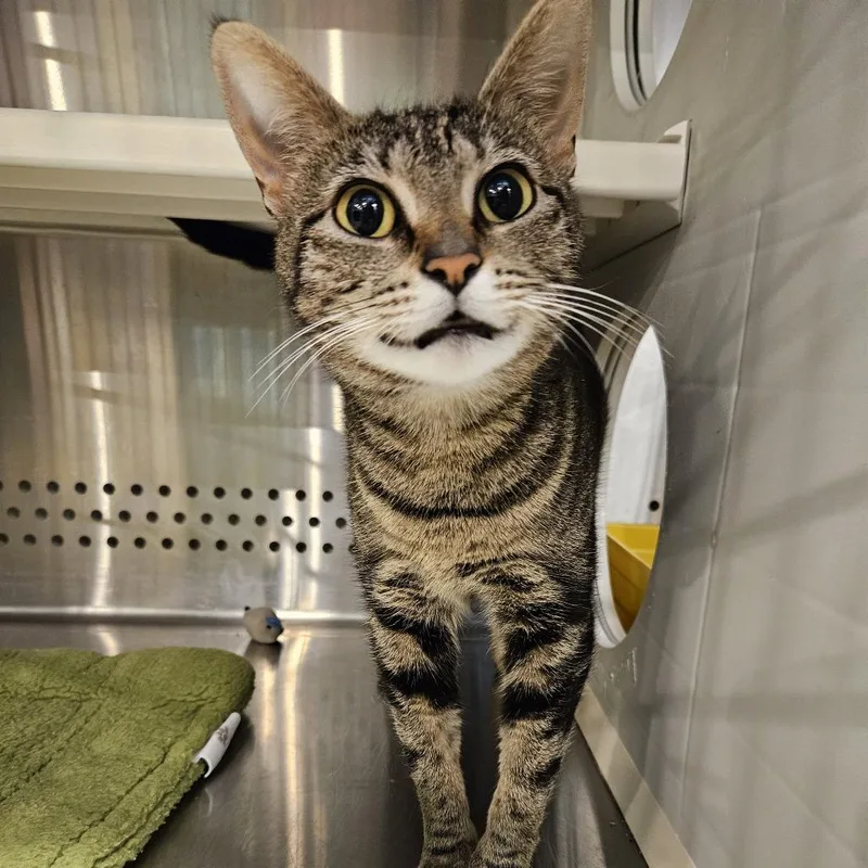An adult medium-sized female Brown / Chocolate Domestic Short Hair cat named Sadie for adoption in Port Townsend, WA