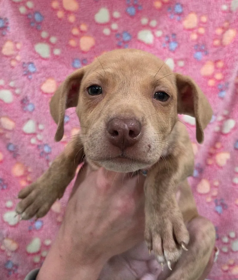 A baby small-sized female Chihuahua dog named Janice for adoption in Brookings, OR