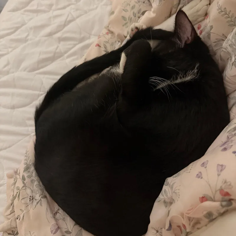 An adult medium-sized male Black & White / Tuxedo Domestic Short Hair cat named Moniker for adoption in Brooklyn, NY