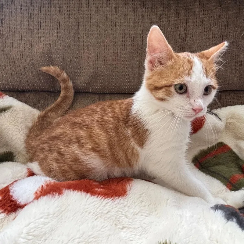 A young medium-sized male Orange / Red Domestic Short Hair cat named Chance for adoption in Columbia, MO