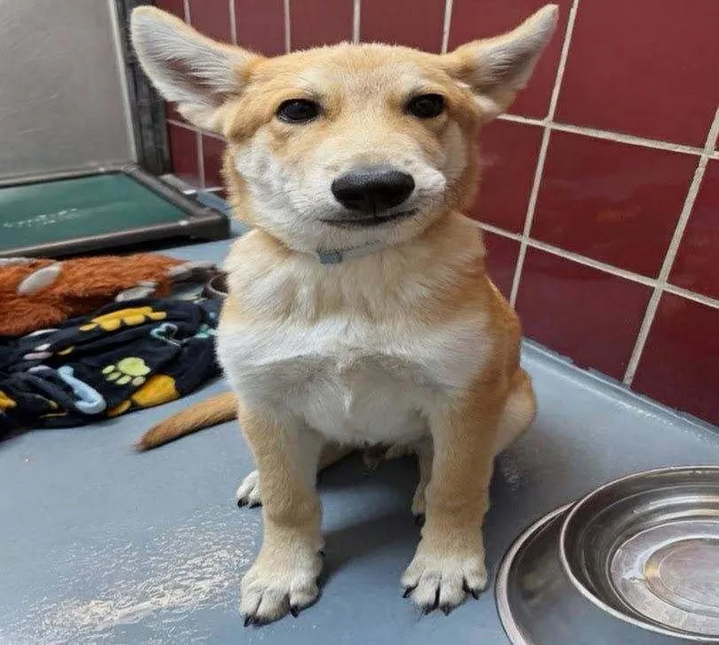 A baby medium-sized male Shepherd dog named Astro for adoption in Aurora, CO