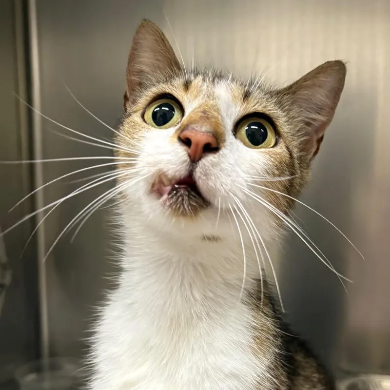 An adult medium-sized female Gray / Blue / Silver Domestic Short Hair cat named Kerry for adoption in Milton, FL