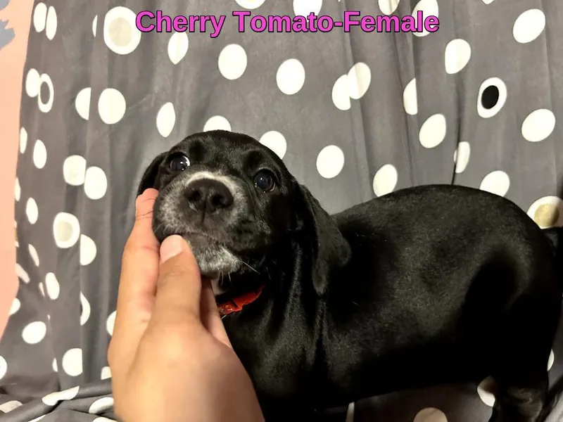 Cherry Tomatobremerton  Wa