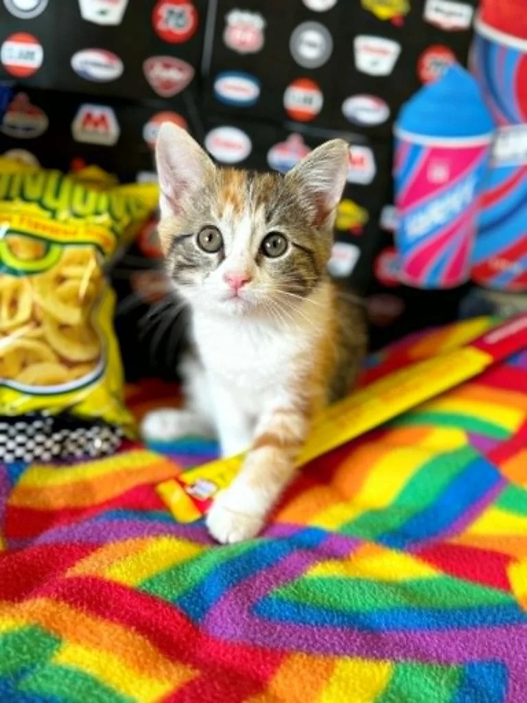 A baby small-sized female Domestic Short Hair cat named Funyun for adoption in Effingham, IL