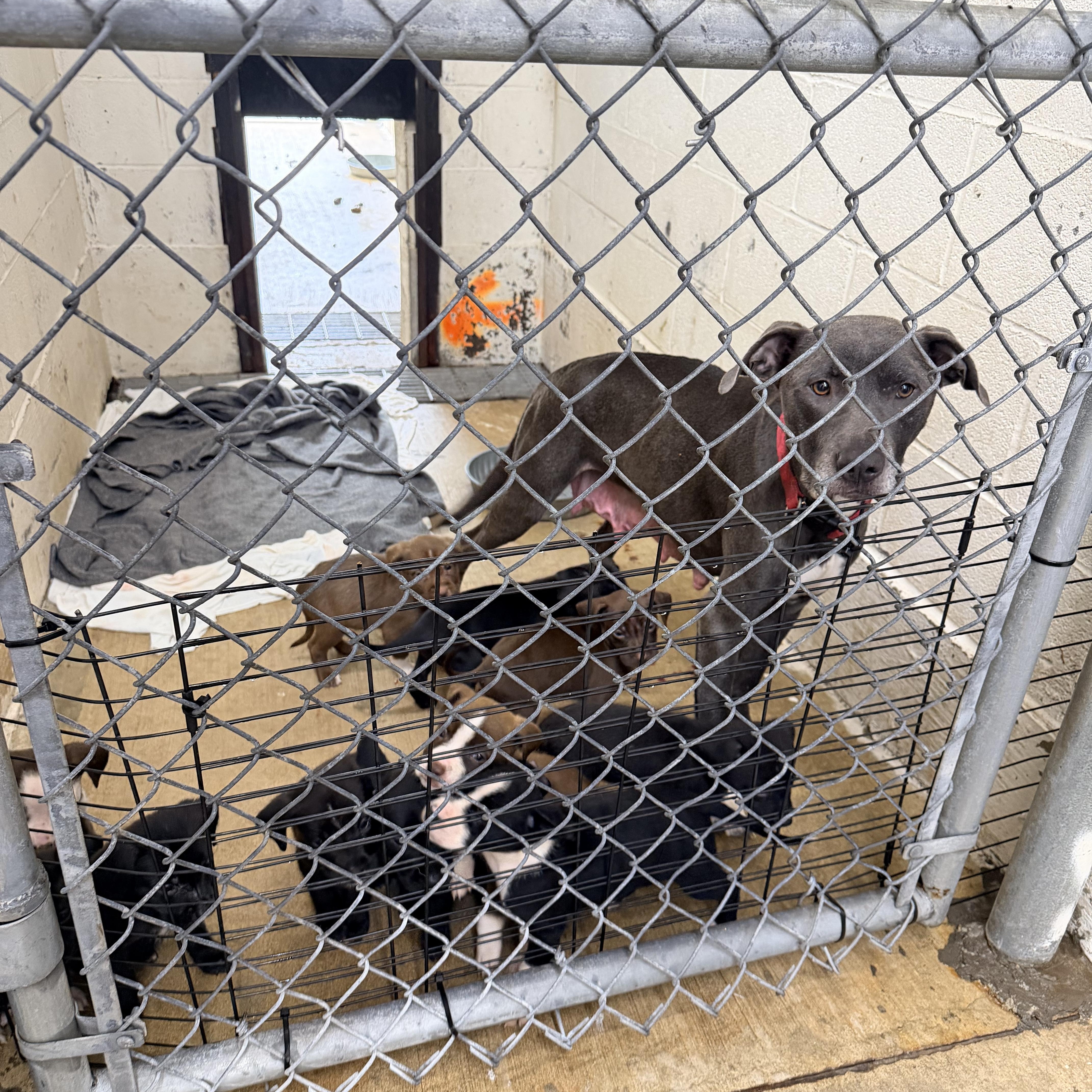 A baby large-sized male Black Labrador Retriever dog named Copper for adoption in Chickamauga, GA