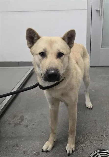 A young large-sized male Akita dog named Kangaroo for adoption in Mesa, AZ