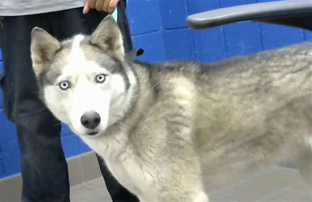 An adult medium-sized female Husky dog named Skye for adoption in Albuquerque, NM