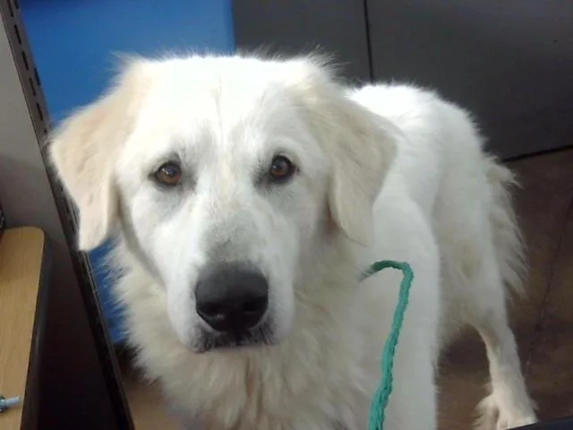 A young large-sized female Great Pyrenees dog named Keira for adoption in Dallas, TX