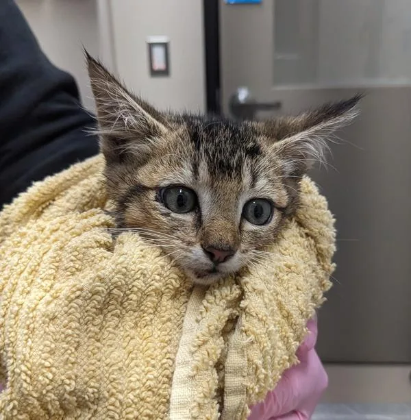 A baby small-sized female Domestic Short Hair cat named Firework for adoption in El Cajon, CA