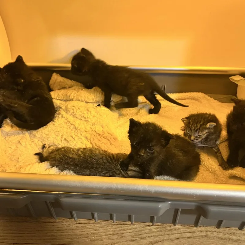 A baby small-sized female Black Domestic Short Hair cat named Chantrelle for adoption in Rochester, MN