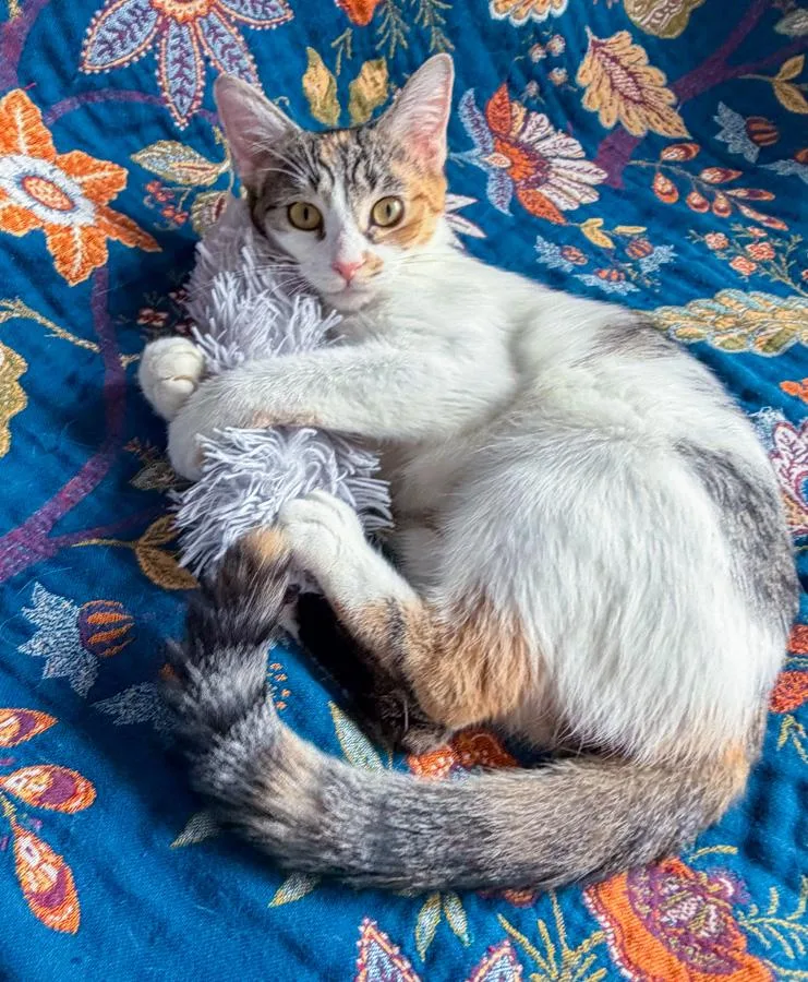 A young medium-sized female Dilute Calico Domestic Short Hair cat named Elsa for adoption in Elmwood Park, NJ