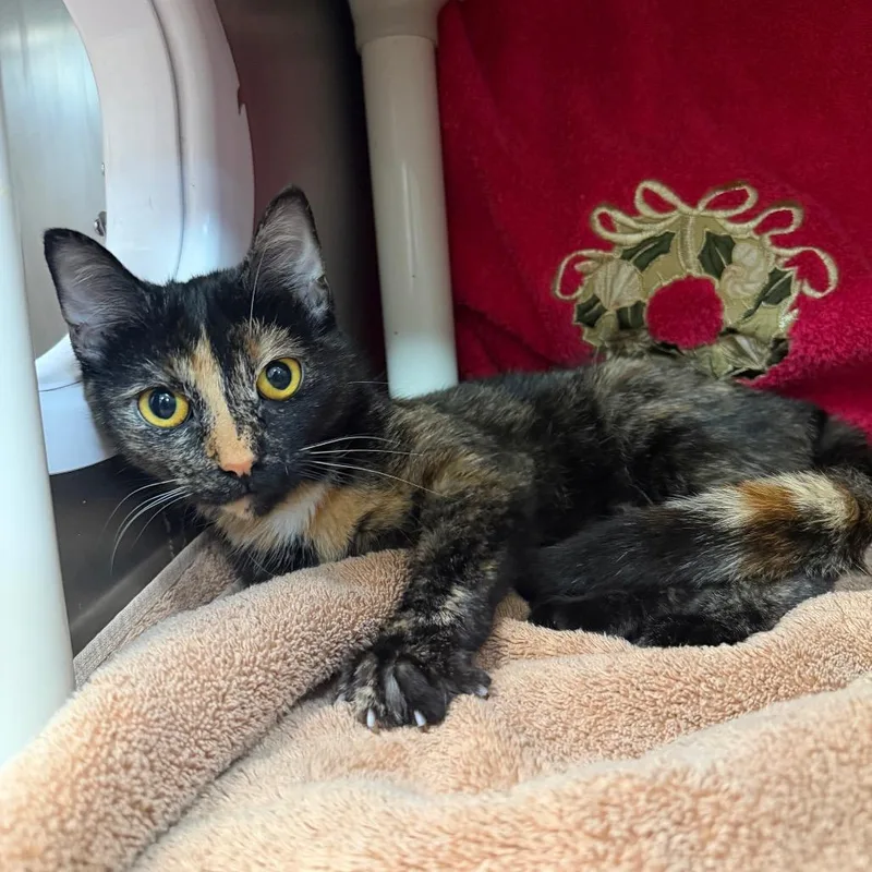 A young medium-sized female Tortoiseshell Domestic Short Hair cat named "Frida" for adoption in Perkiomenville, PA