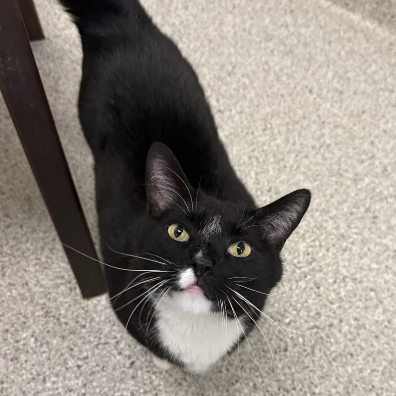 An adult medium-sized male Domestic Short Hair cat named Percy for adoption in Kearney, NE