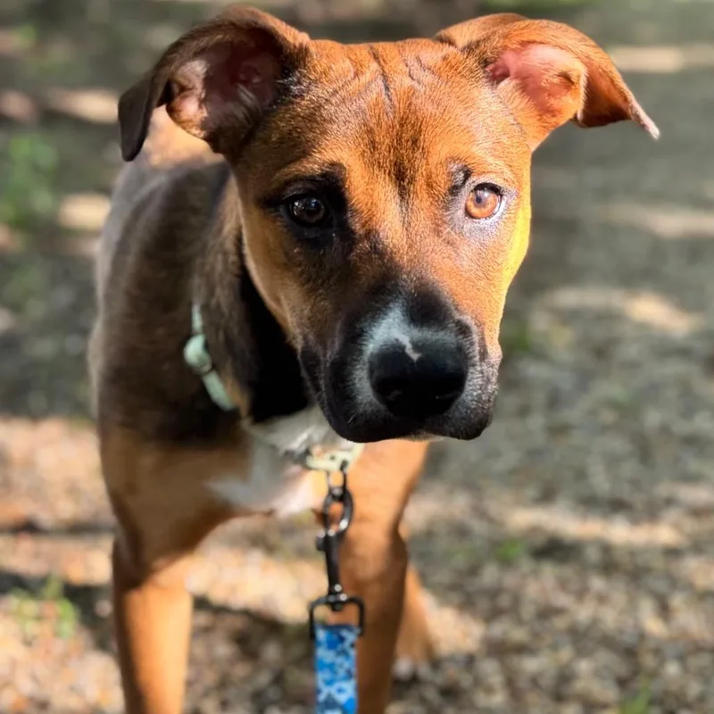 Daisy Mae
