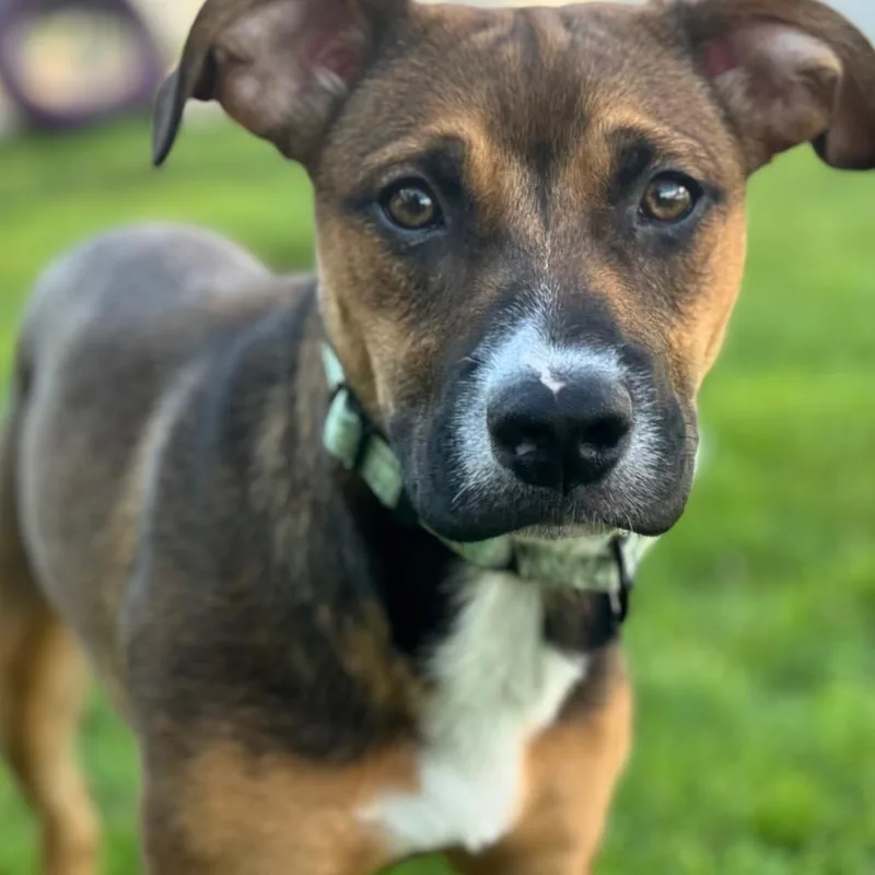 Daisy Mae thumbnail 3