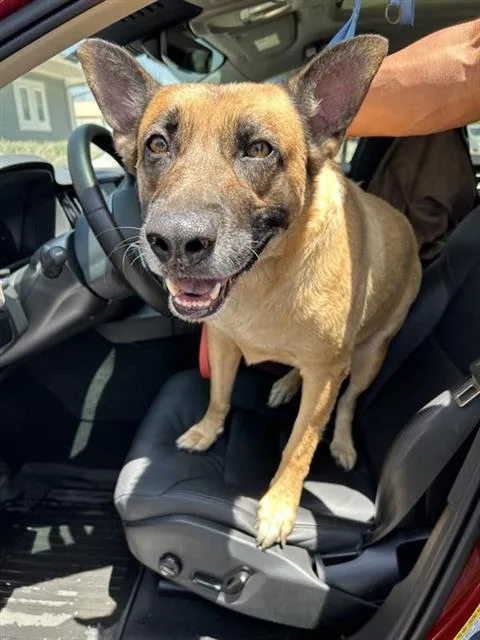 An adult large-sized male Belgian Shepherd / Malinois dog named Angus for adoption in San Antonio, TX