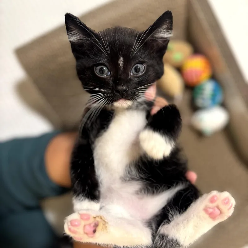 A baby small-sized male Black Domestic Short Hair cat named Odo for adoption in Long Beach, CA